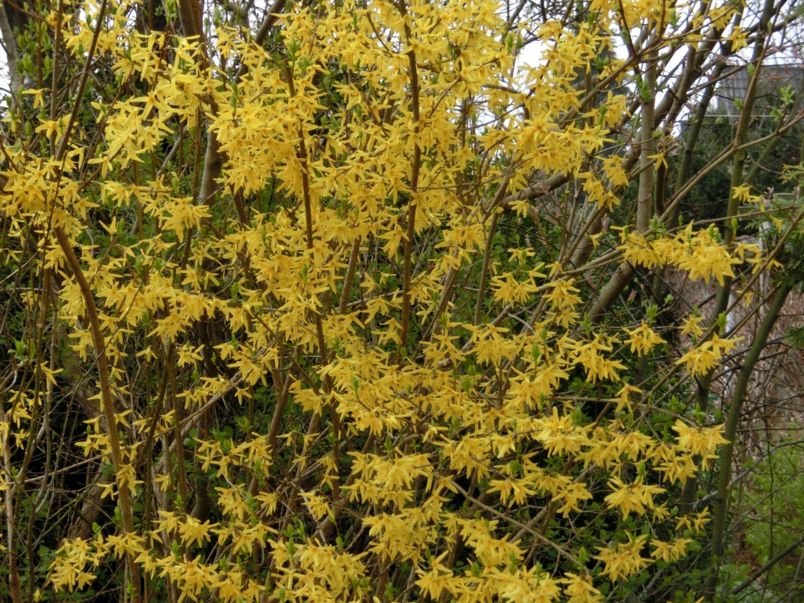 Forsythien