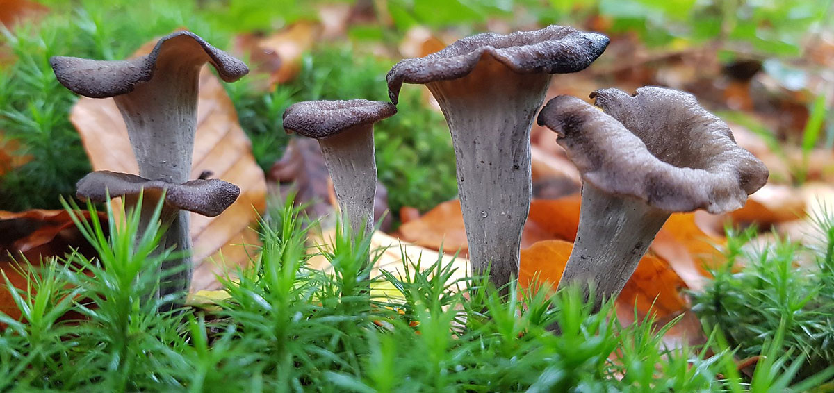 Trompetenpfifferlinge