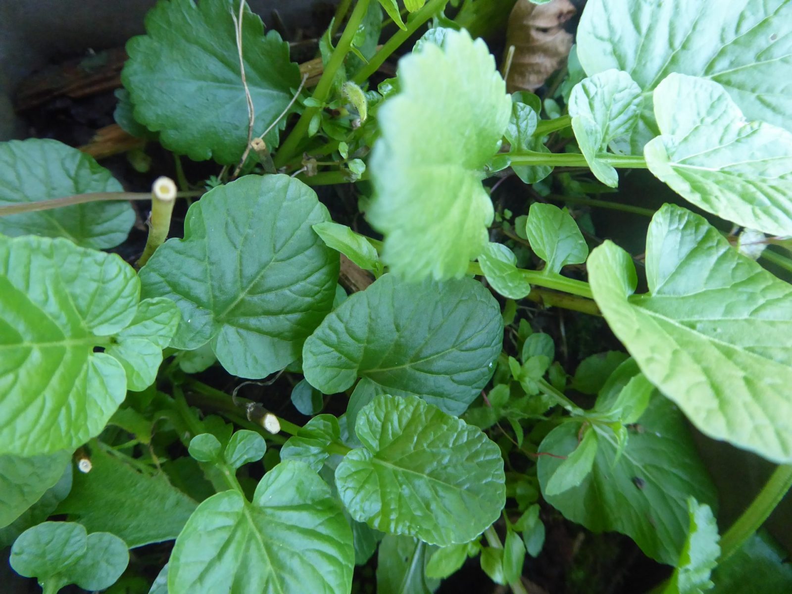 Freittag 3..9.2021 Echtes Barbara Kraut (4)