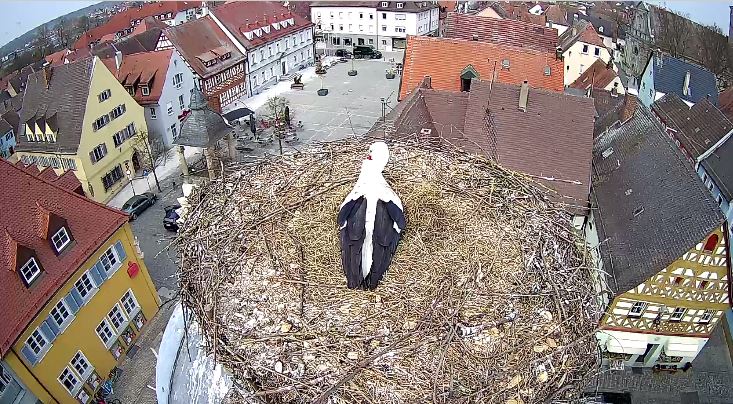 GEROME UND FRIEDA 2 EIER