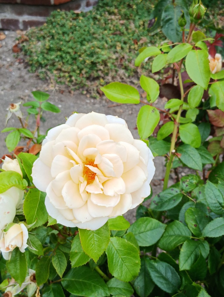 Gallery_1753179304096