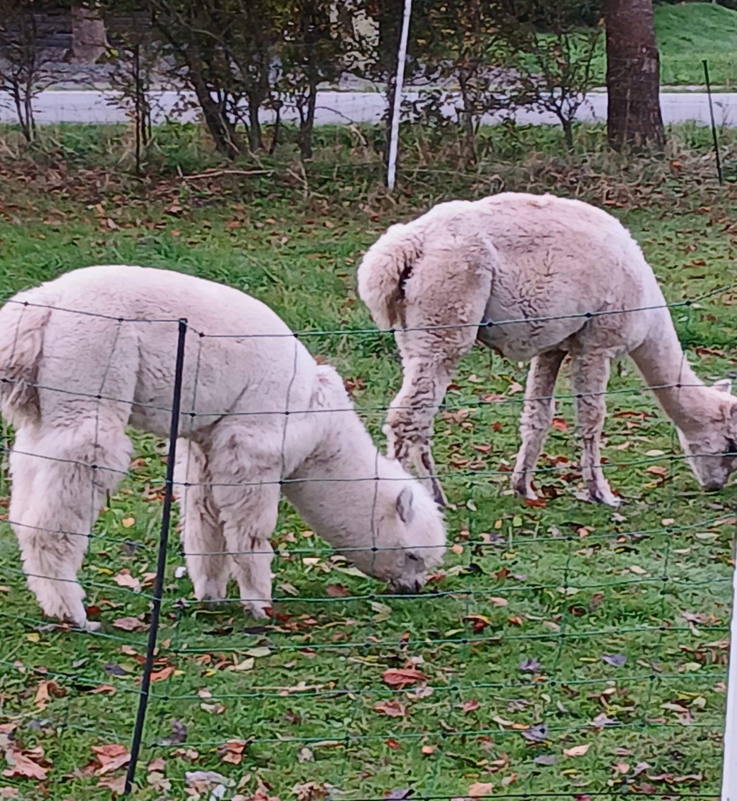 Gallery_1760352095908