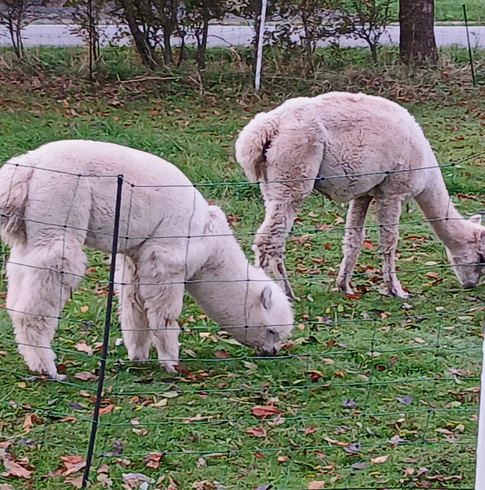 Gallery_1761802088994