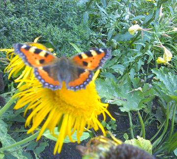 DCF compatable JPEG Img