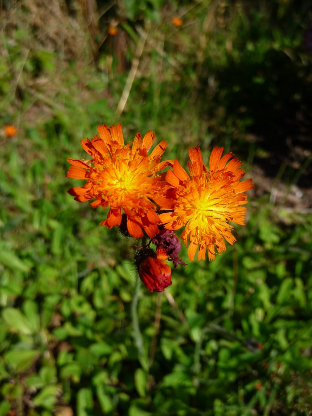 Habichtskraut 2009 08 05 G (101)