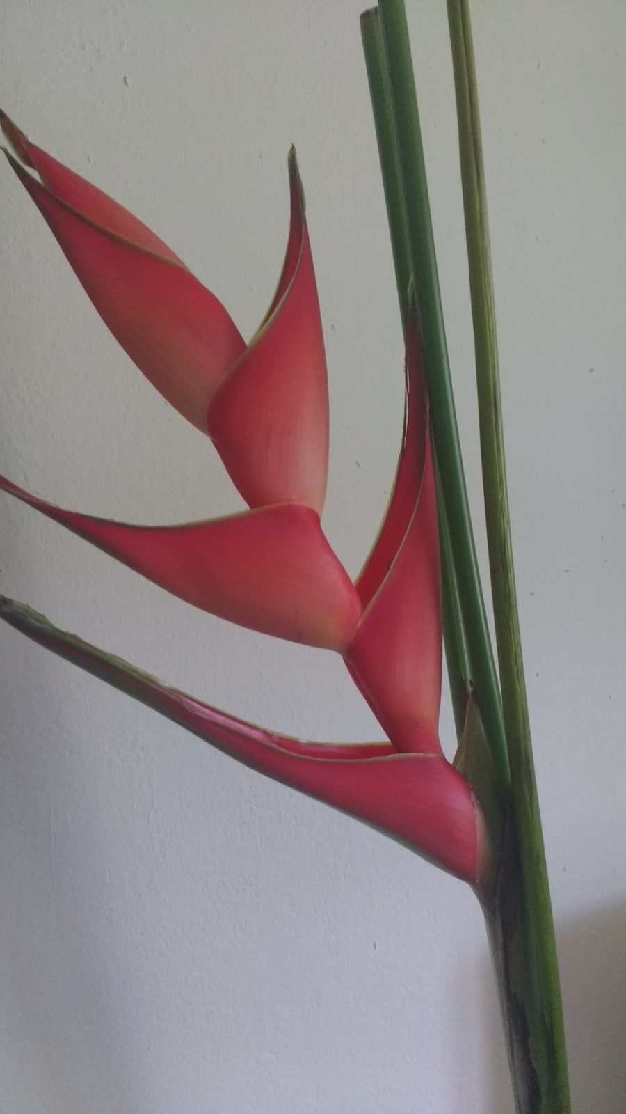 Heliconia