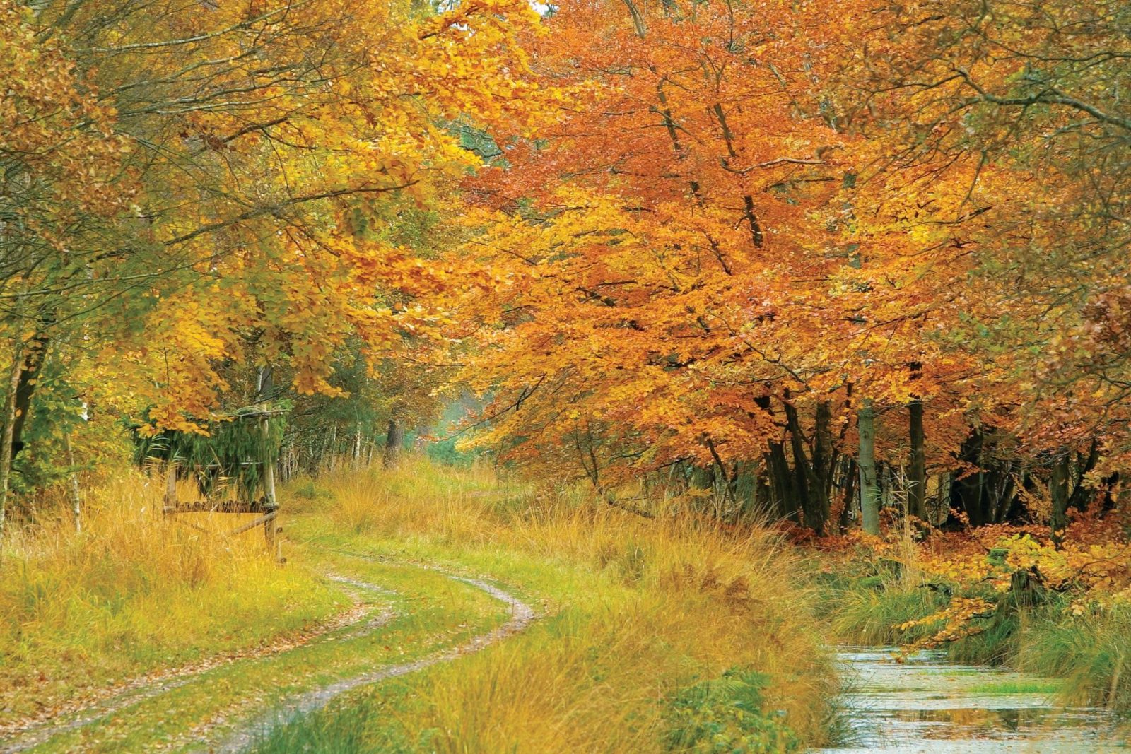 Herbst-auf-Fischland-Darß-Zingst-Uwe-Engler