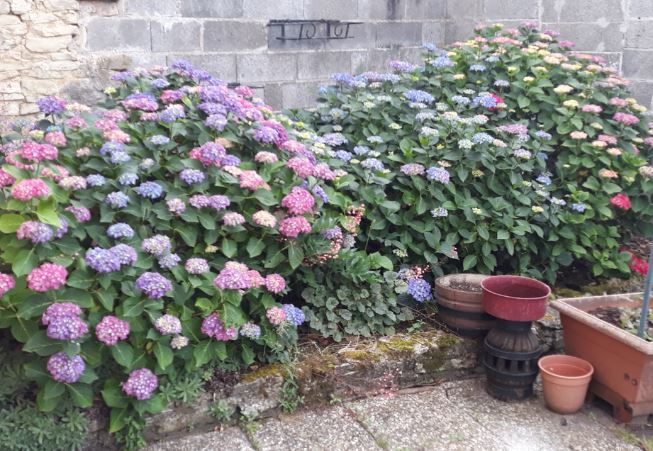 Hortensien Ecke 2019