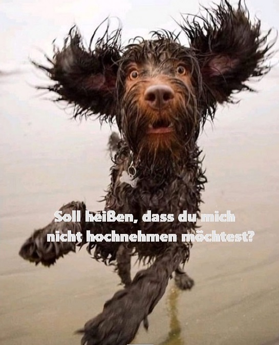 Hund 327ad9cf1af29426454e5baf24a1290005220