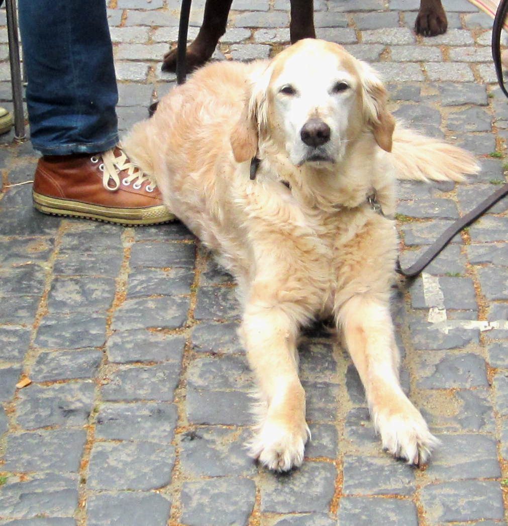 Hund auf Festplatz