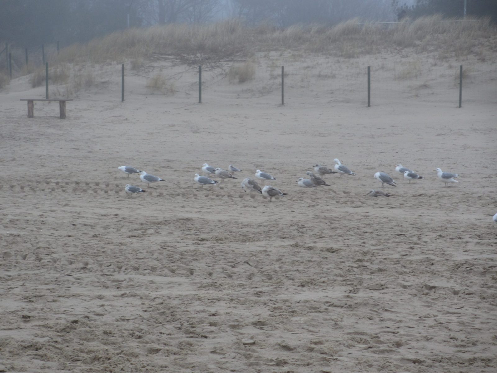 IMG_0006 - Kopie (2)