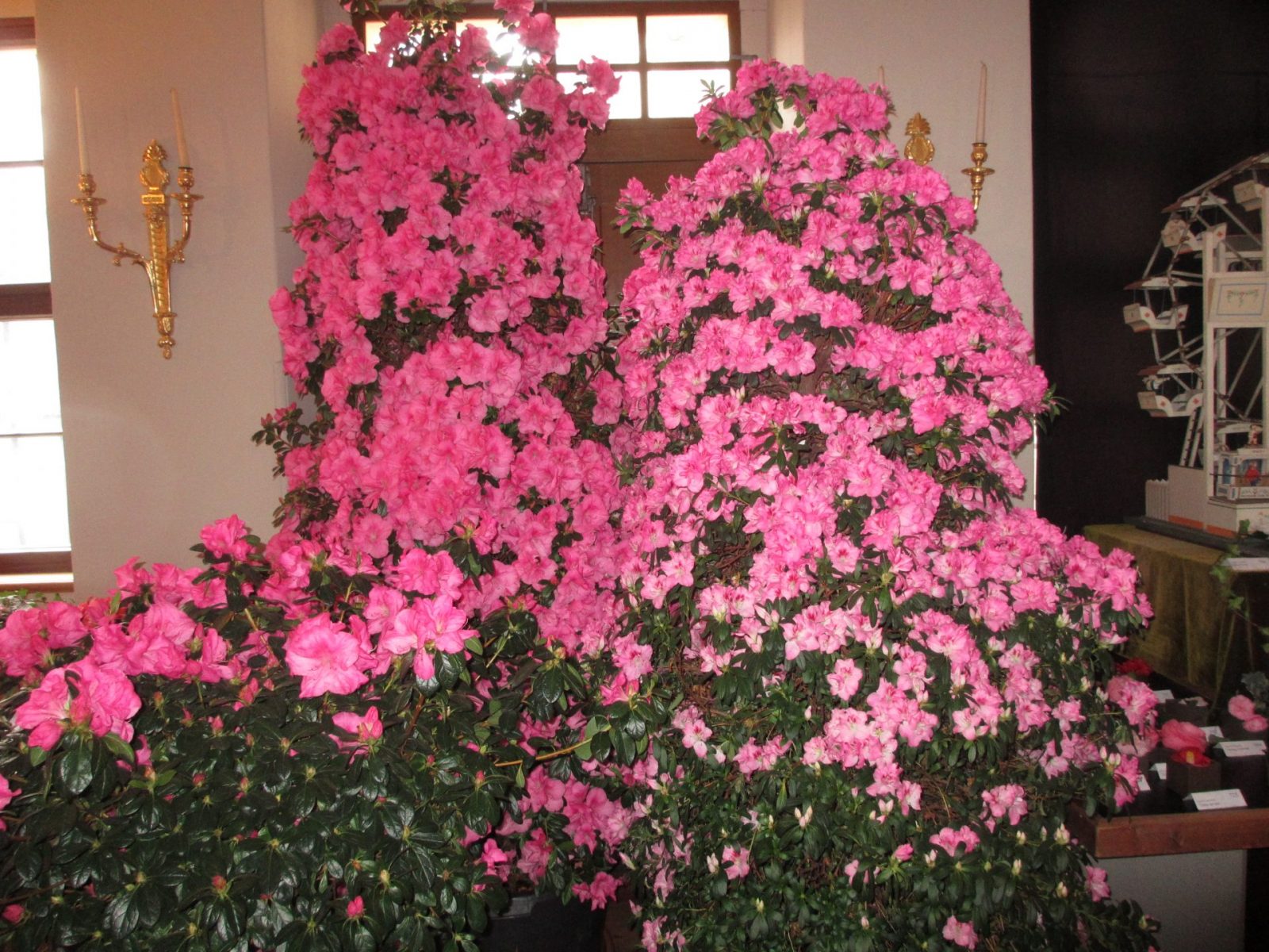 IMG_0016 - Kopie (2)