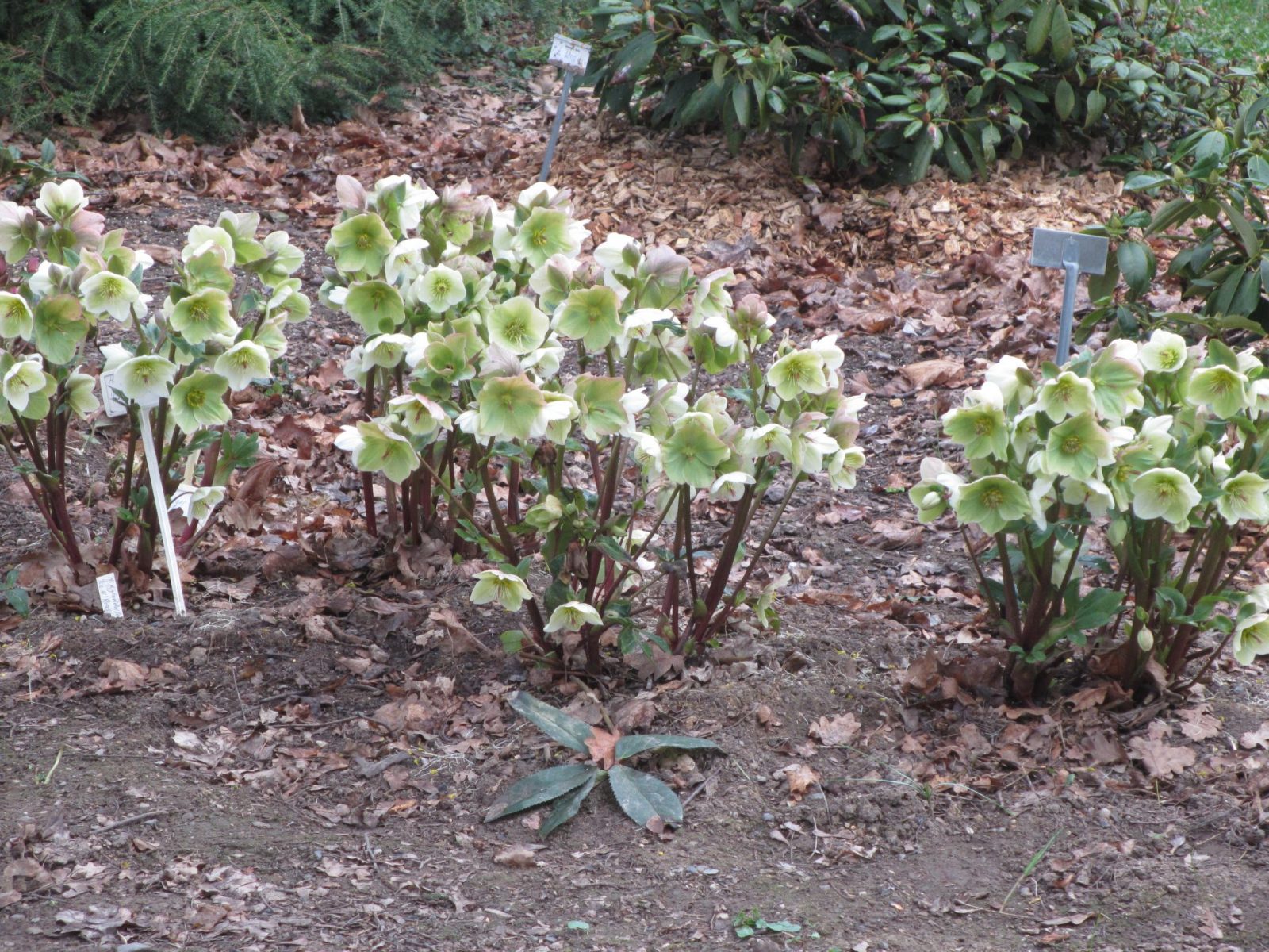 IMG_0031 - Kopie (2)