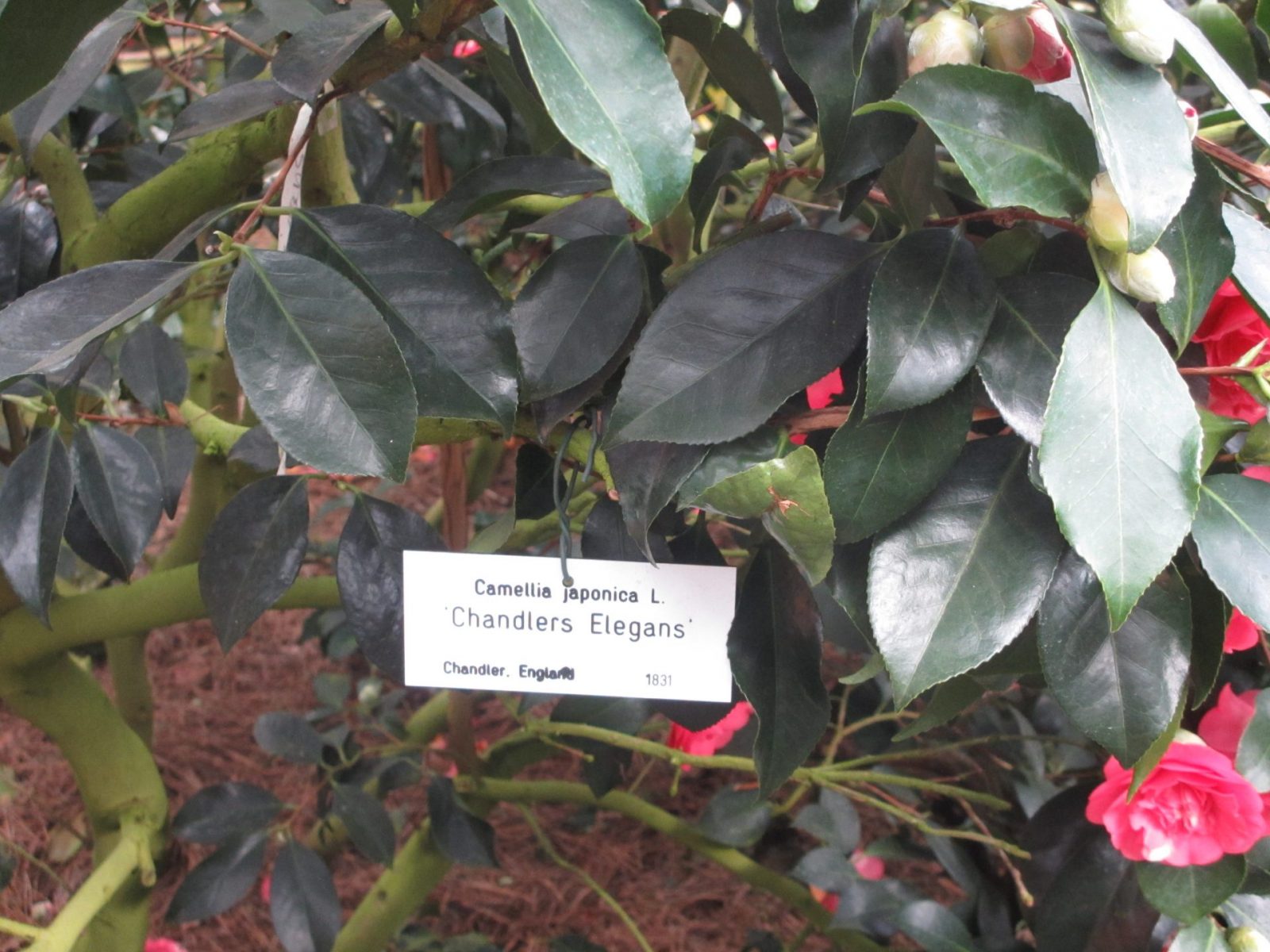 IMG_0035 - Kopie (2)