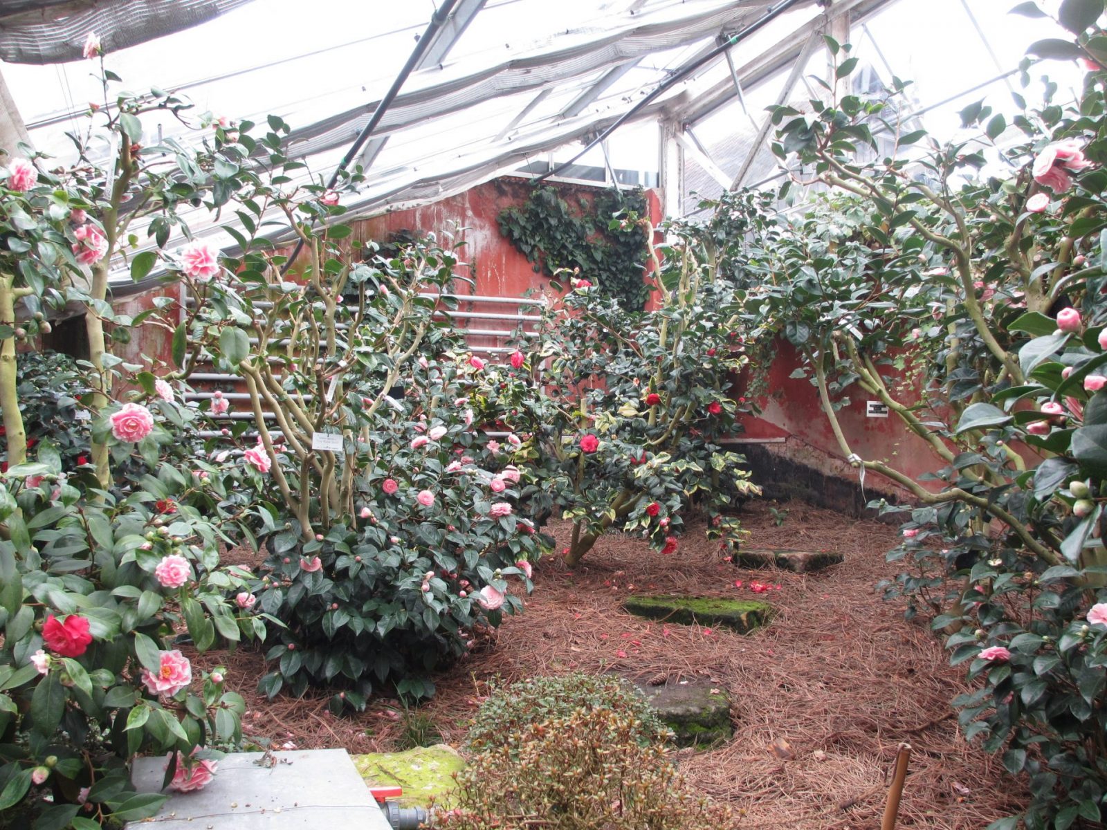 IMG_0041 - Kopie (2)