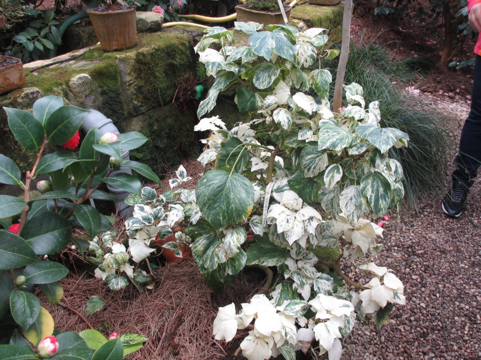 IMG_0042 - Kopie (2)