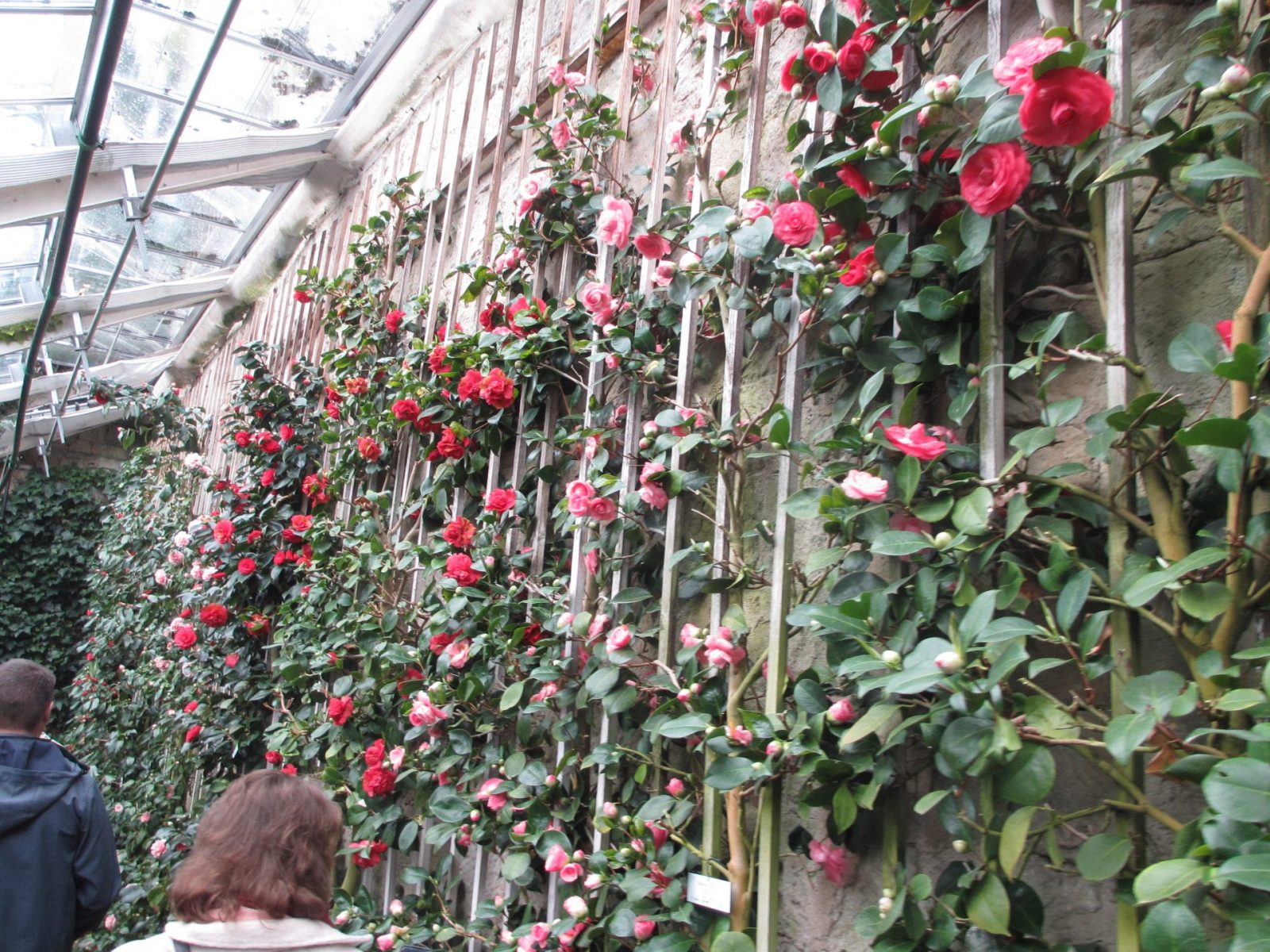 IMG_0044 - Kopie (2)