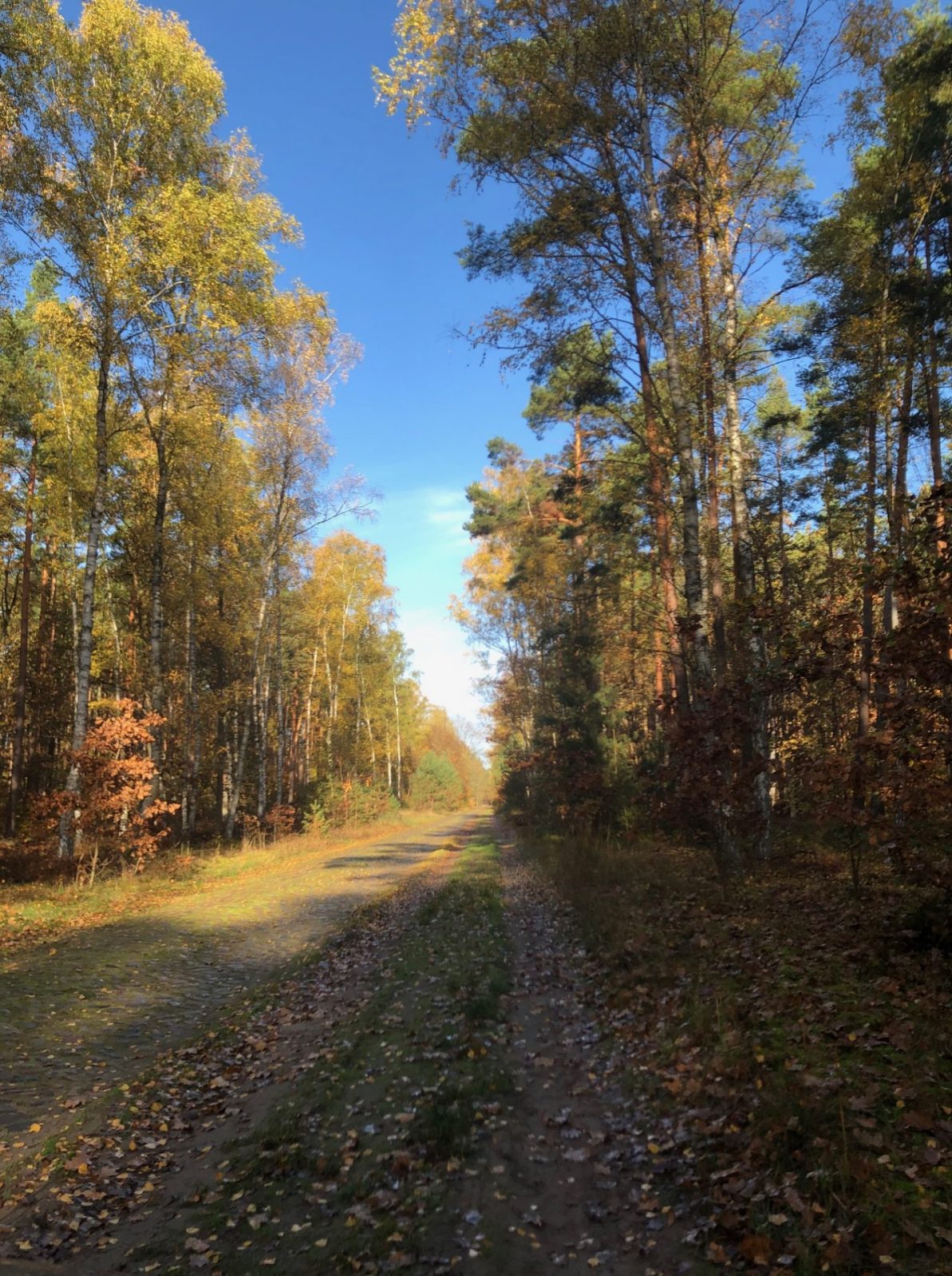 IMG_0095.jpg wer02.11. 7