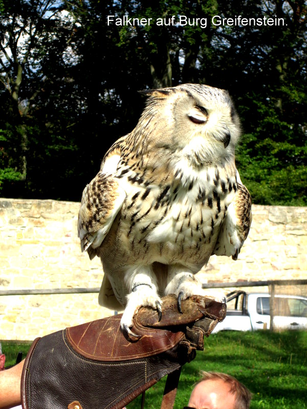 Falkner auf Burg Greifenstein.