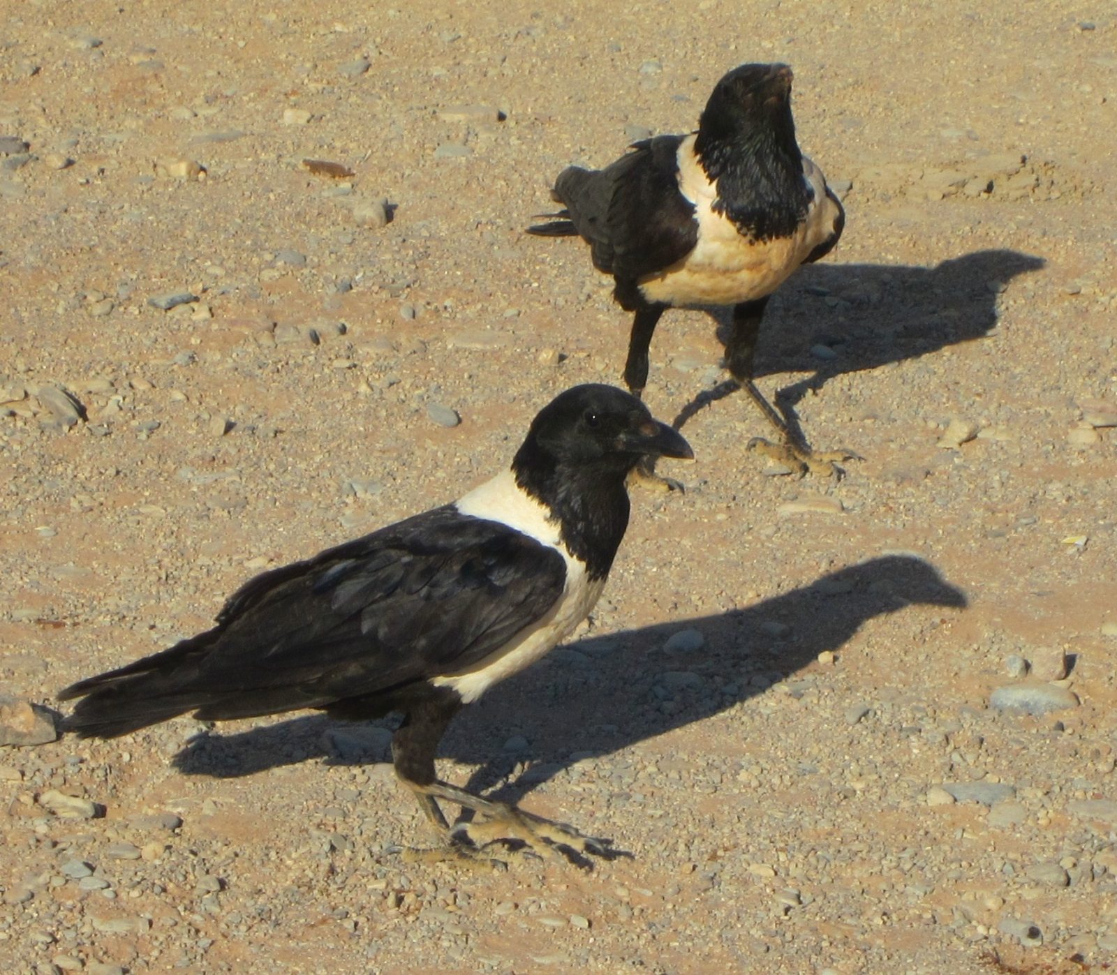 IMG_1695-edit-20220714110646