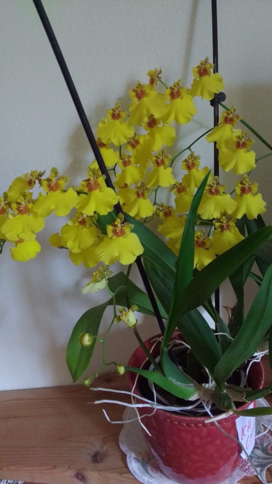 IMG_20171027_114021131