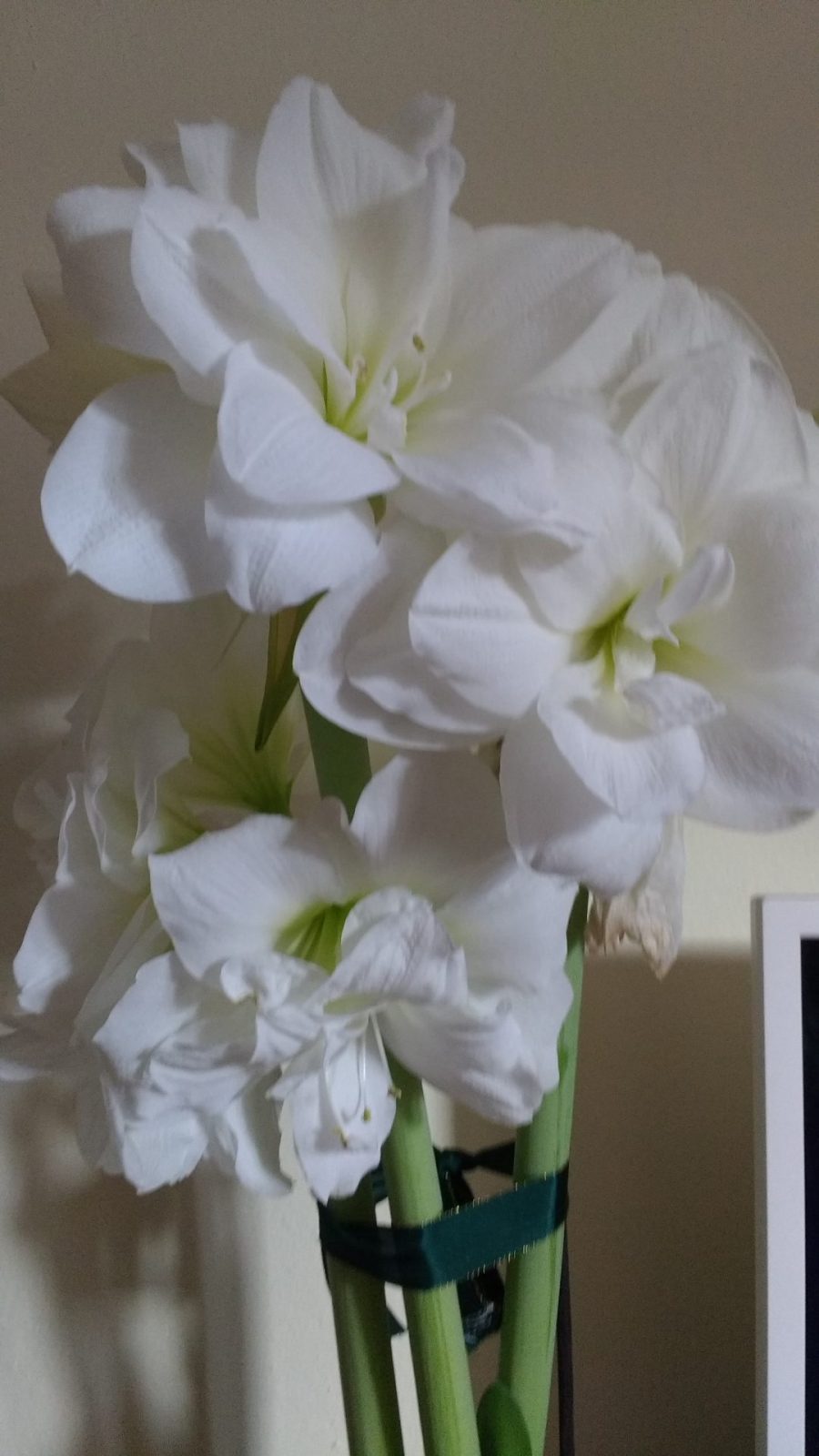 IMG_20171208_094348417