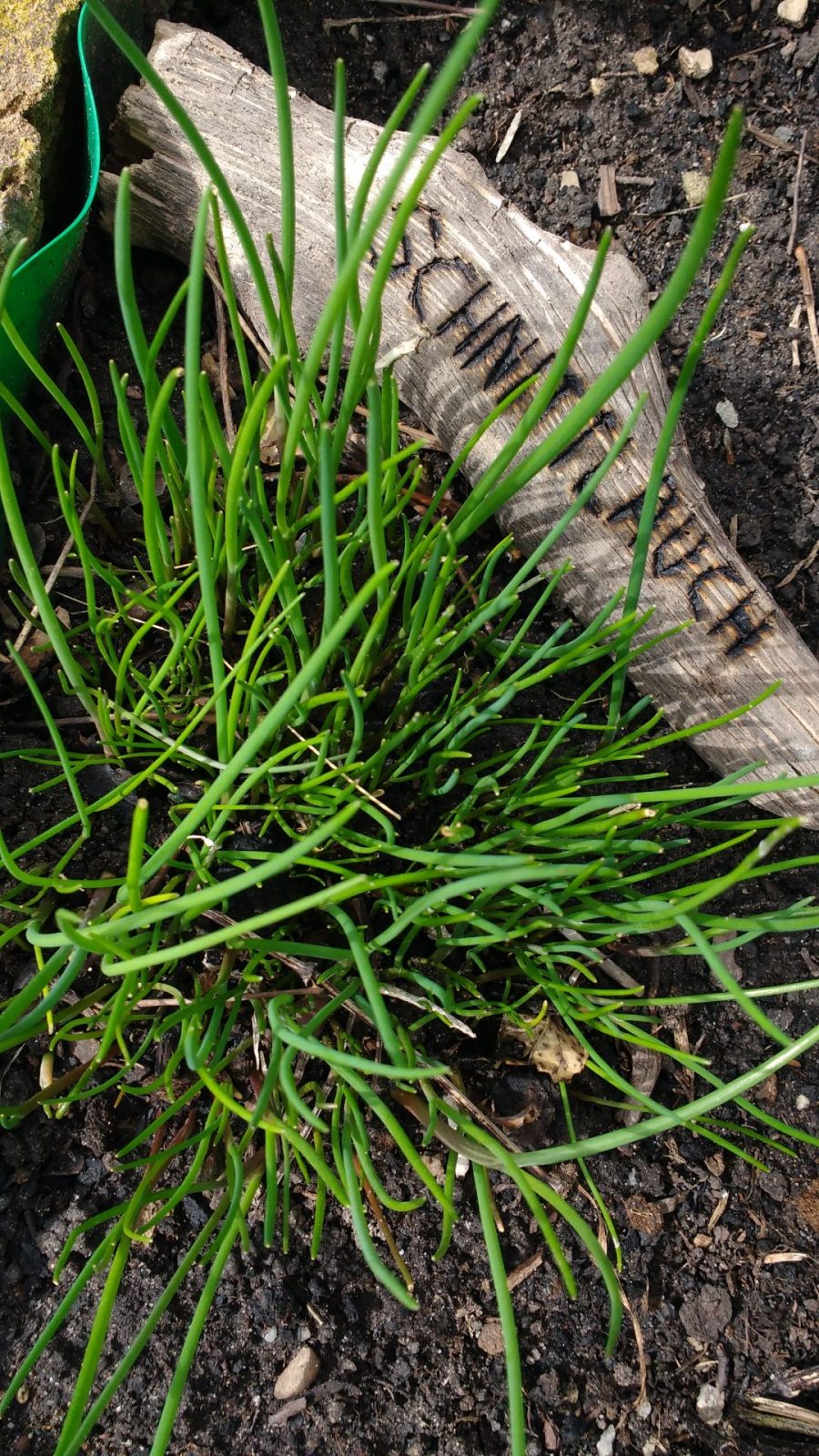 IMG_20190318_124612090