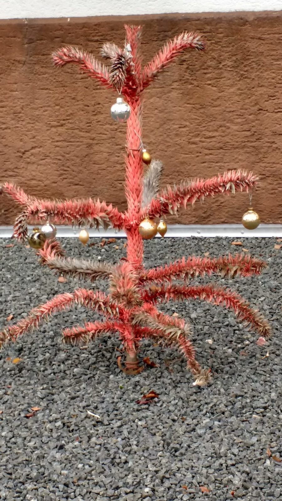 IMG_20191203_123739420_HDR