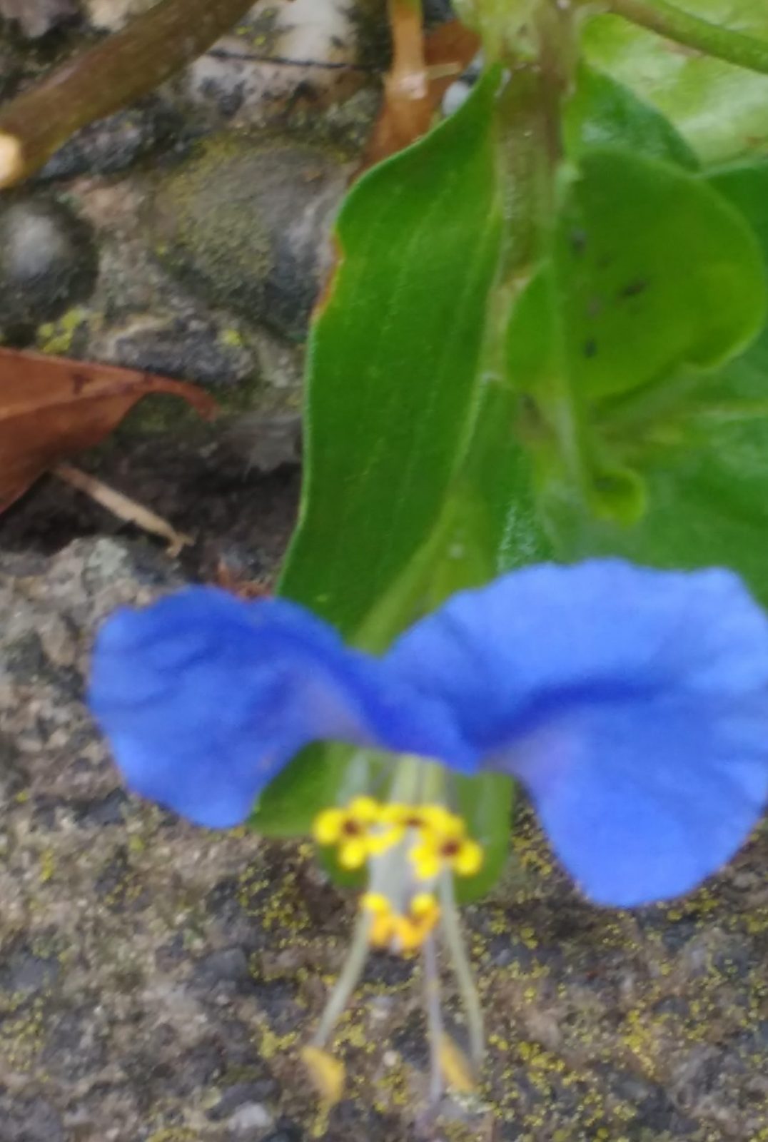 IMG_20200817_085522201 (2)