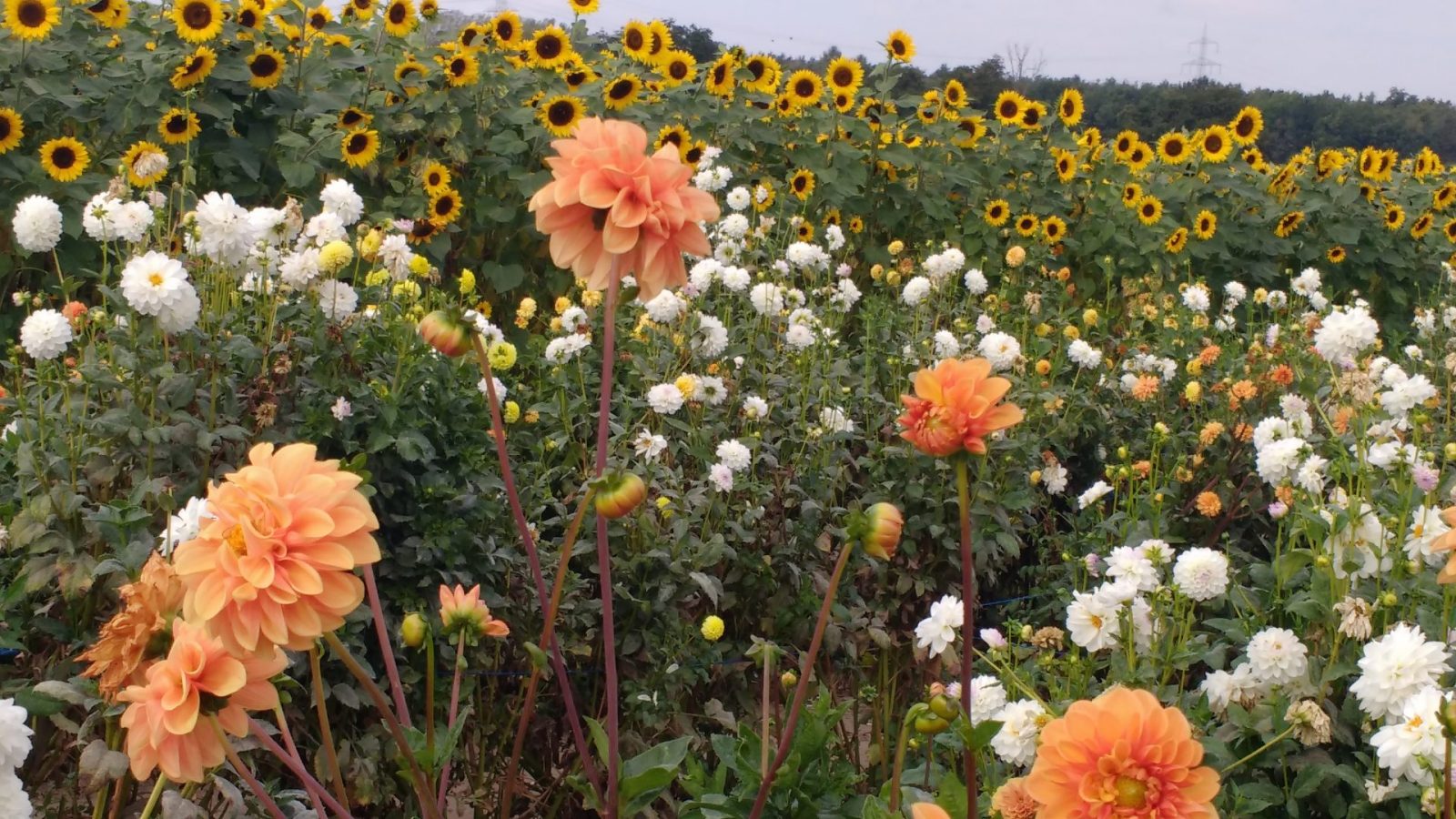 IMG_20200923_123027197