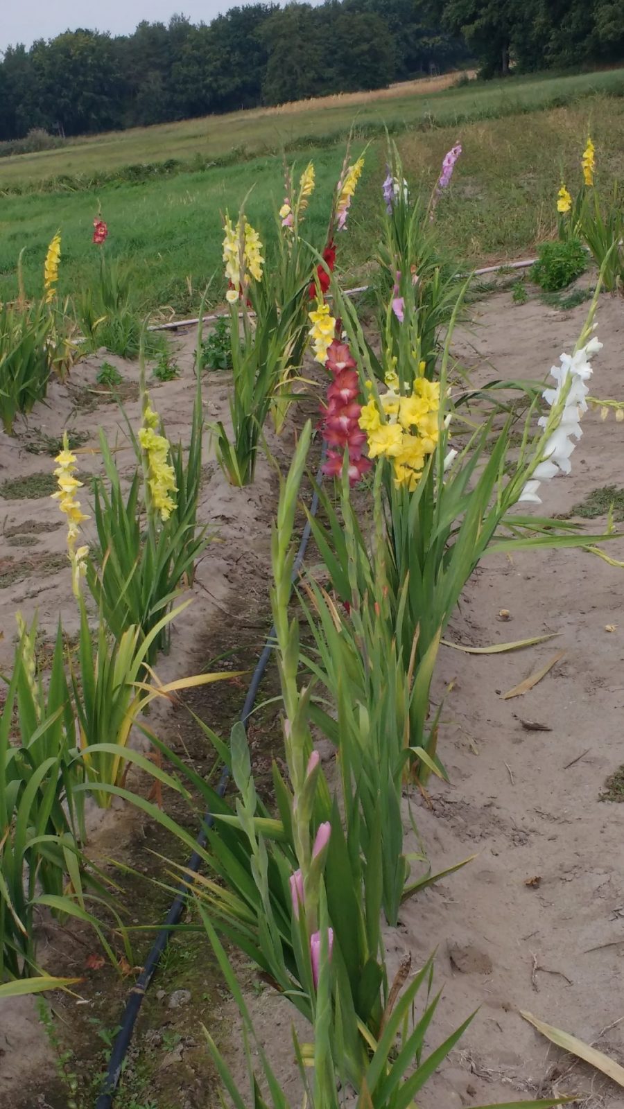 IMG_20200923_123057827