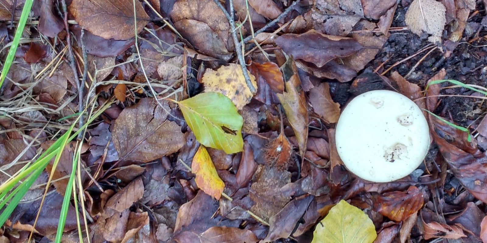 IMG_20201013_130805088_HDR