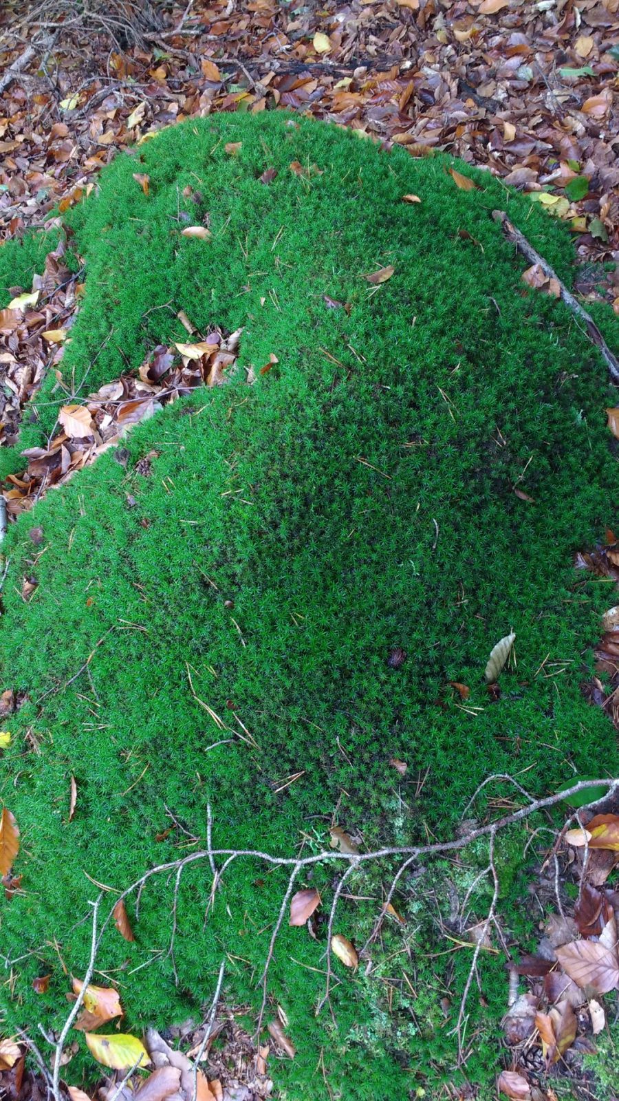 IMG_20201013_131039191 - Kopiert