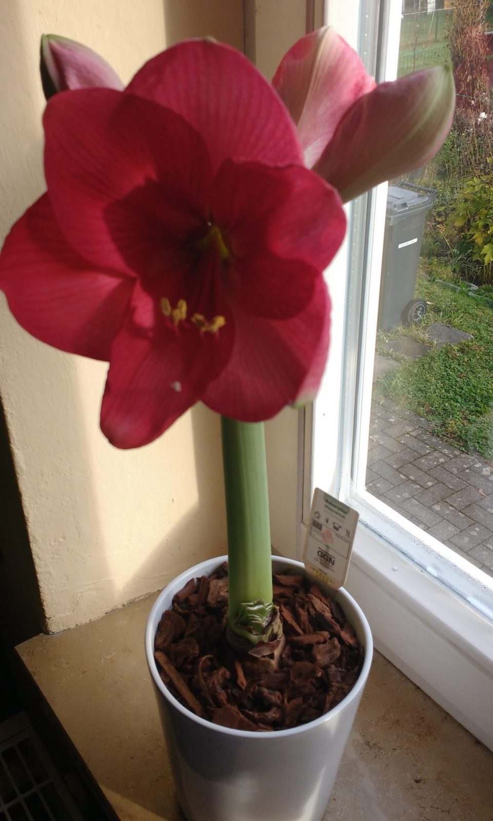 IMG_20201121_101132350