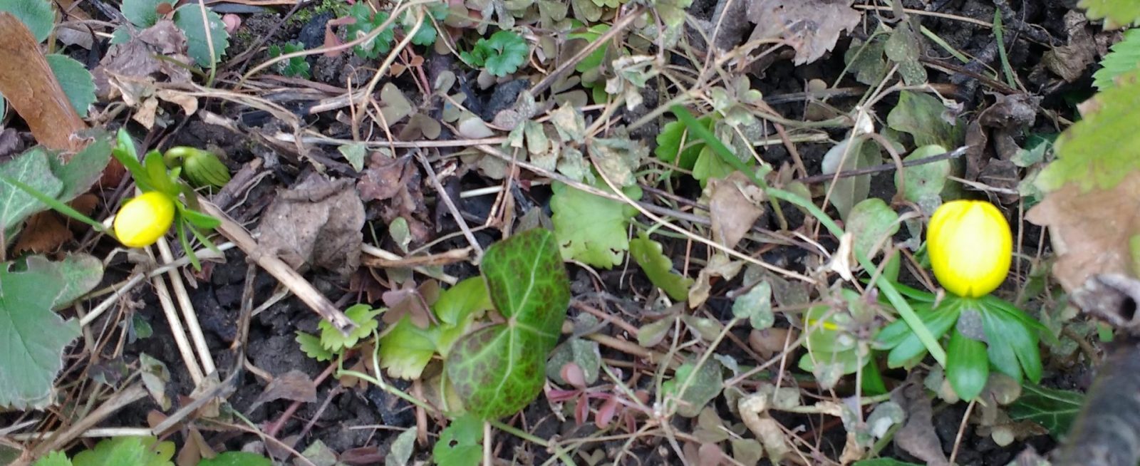 IMG_20210120_123838510