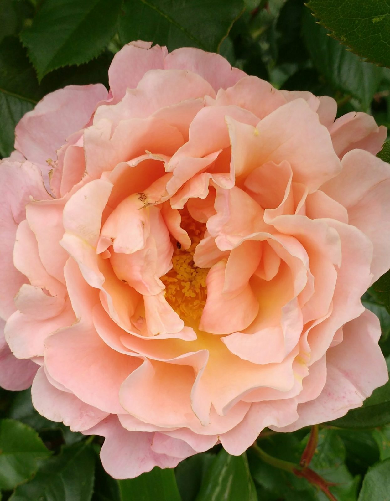 IMG_20210607_155727446~2