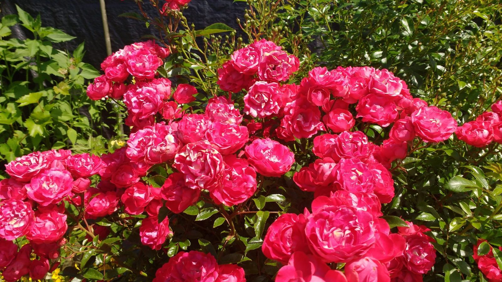 IMG_20210615_122832737