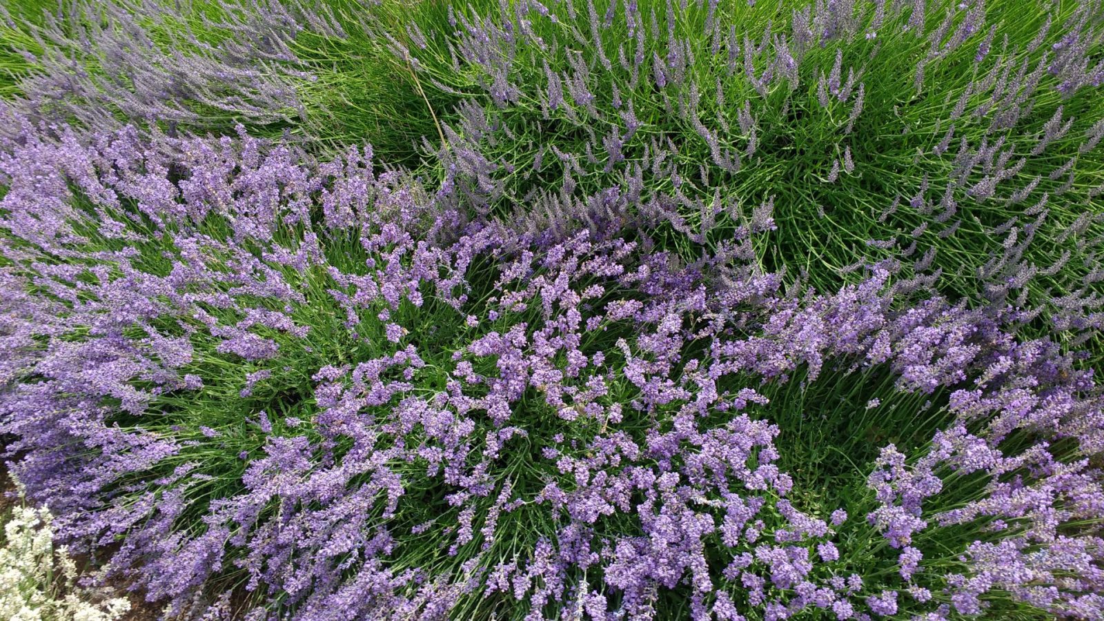 IMG_20210702_111425334