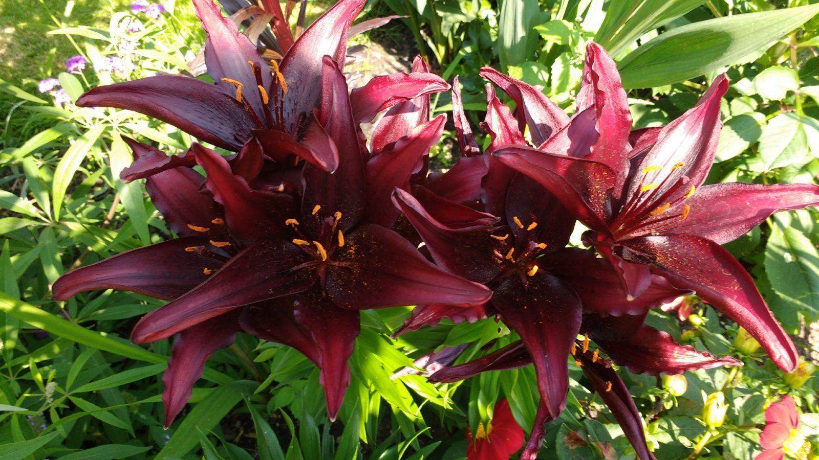 IMG_20210720_145004533