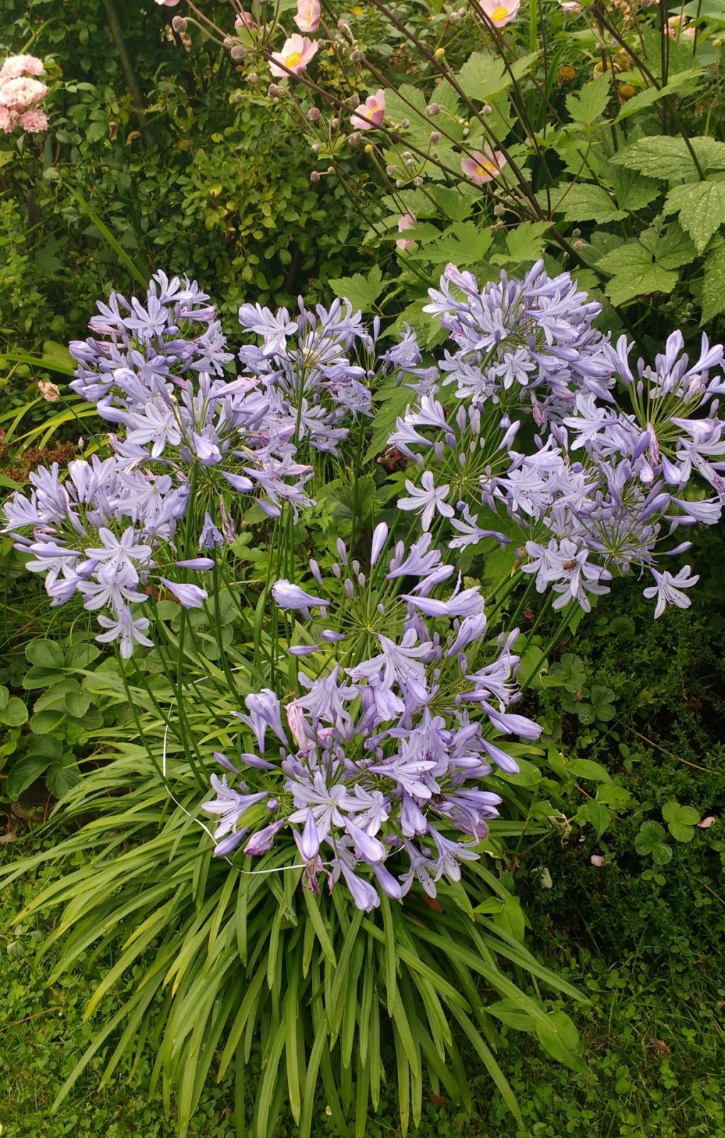 IMG_20210804_171650830