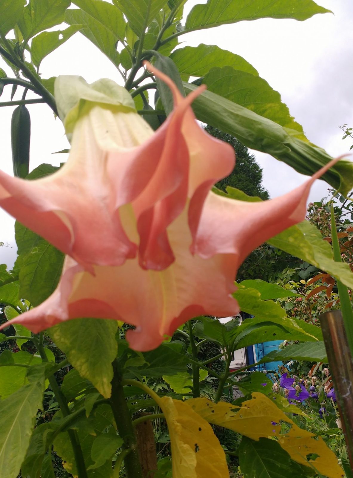 IMG_20210806_130939181