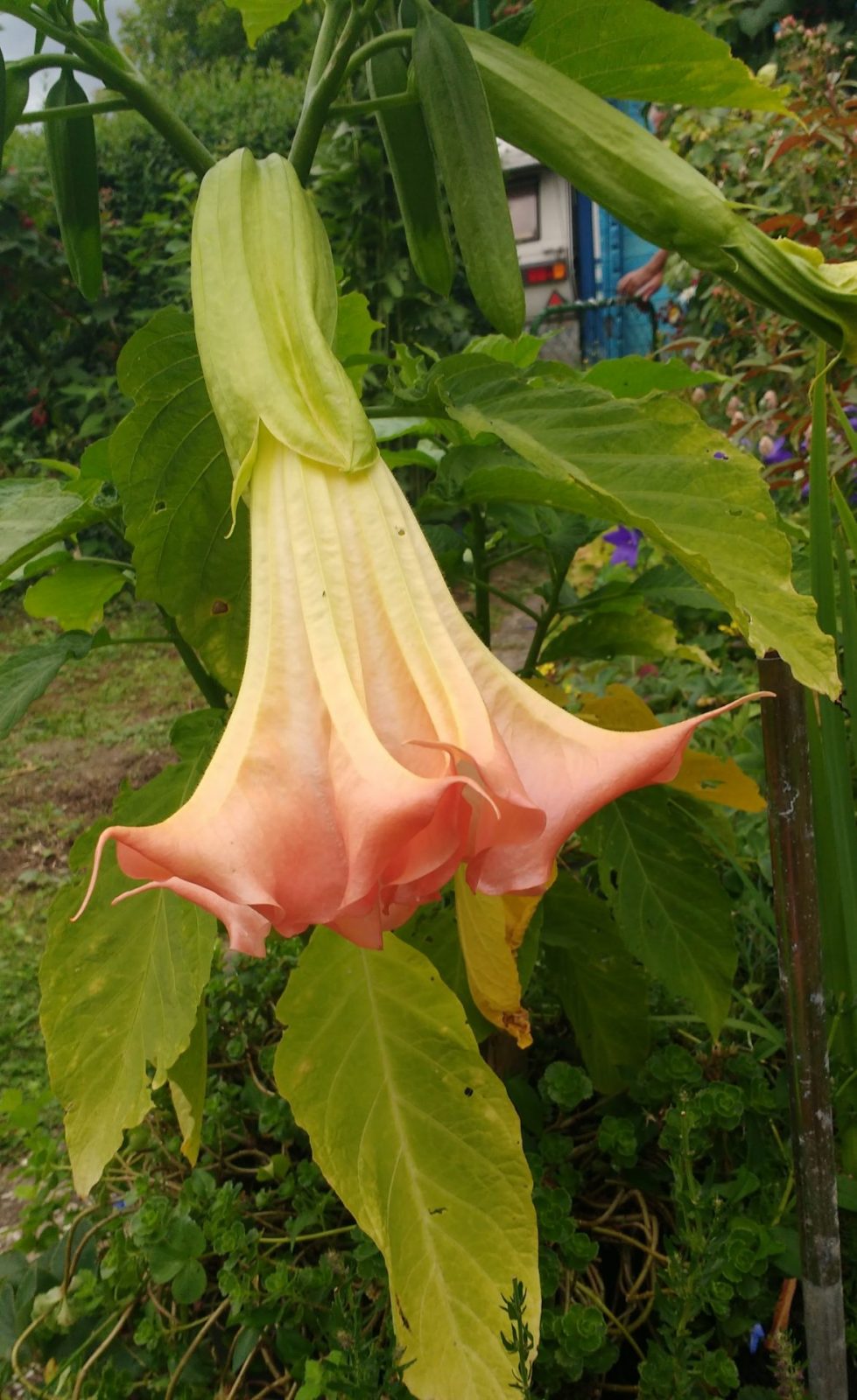 IMG_20210806_130942058 (2)