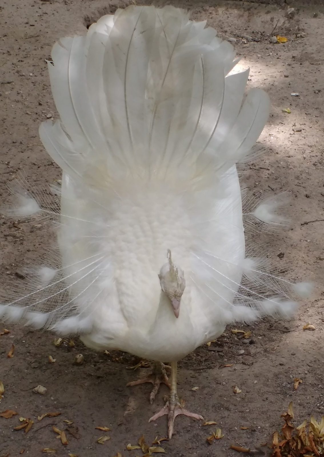 IMG_20210809_132747586