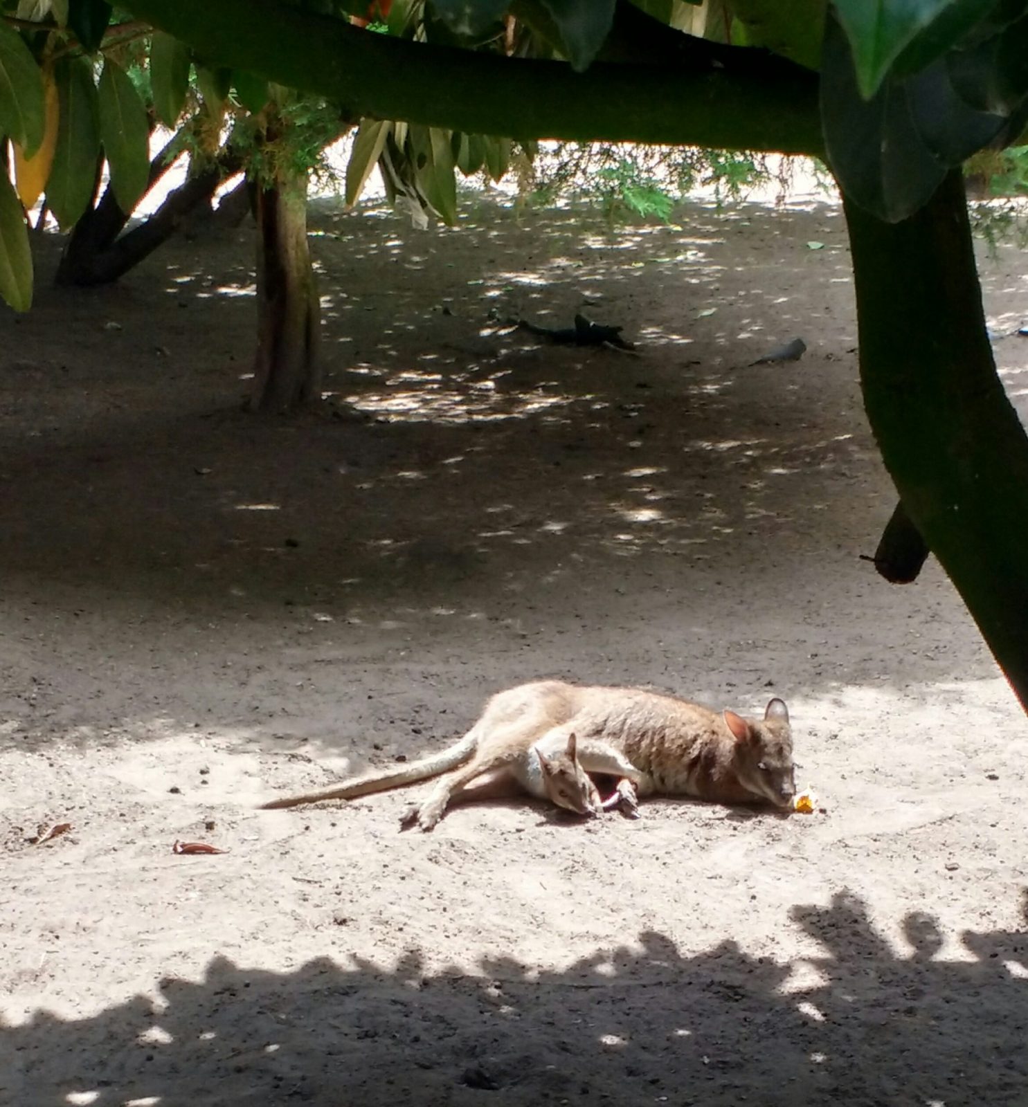 IMG_20210809_135304191_HDR~2