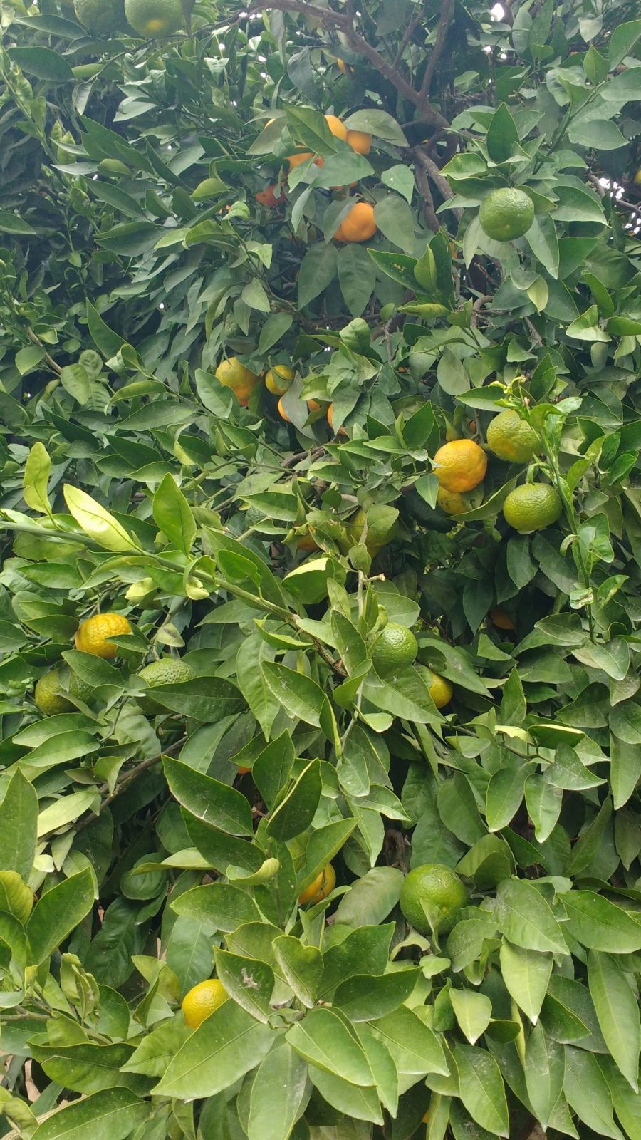 IMG_20211101_115452491