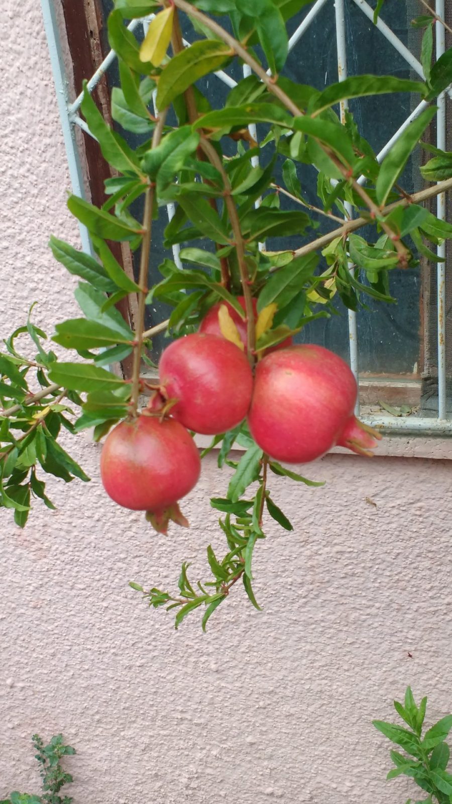 IMG_20211101_120018399