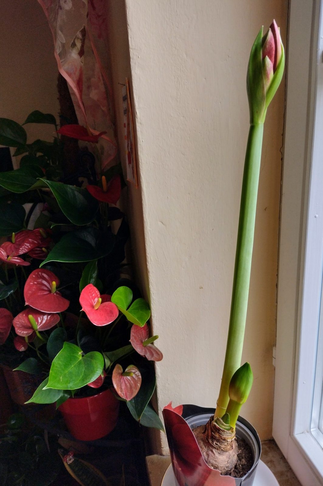 IMG_20220205_114257129_HDR