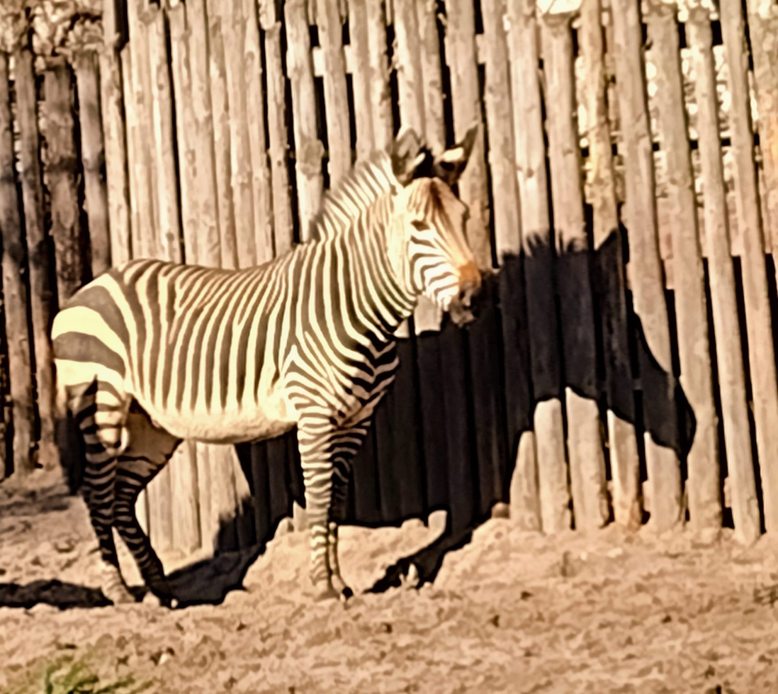 IMG_20220209_115504759