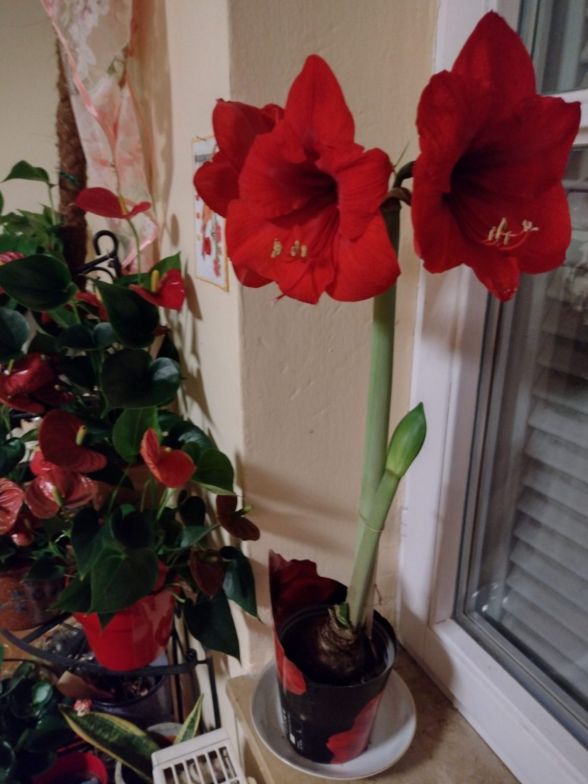 IMG_20220214_071352576_HDR