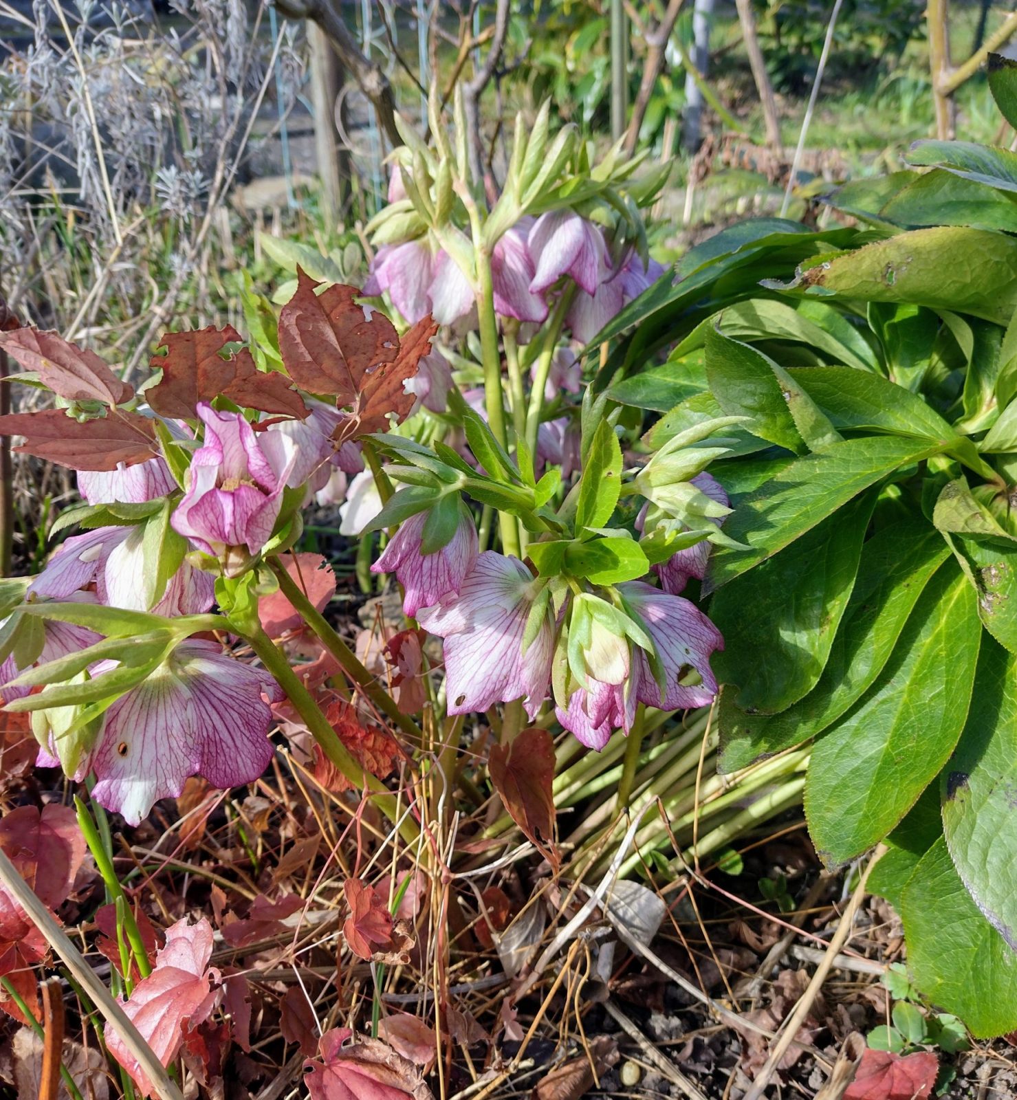 IMG_20220219_131606352_HDR